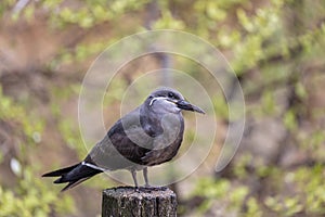 Inca Tern (Larosterna inca) - Exquisite Coastal Bird of South America