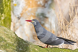 Inca Tern (Larosterna inca) - Exquisite Coastal Bird of South America