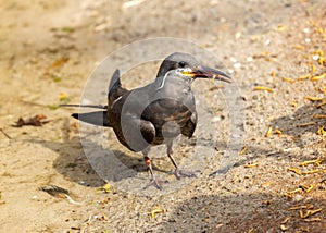 Inca Tern (Larosterna inca) - Exquisite Coastal Bird of South America