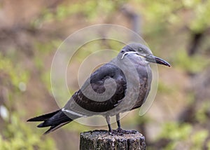 Inca Tern (Larosterna inca) - Exquisite Coastal Bird of South America