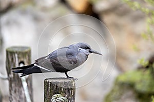 Inca Tern (Larosterna inca) - Exquisite Coastal Bird of South America