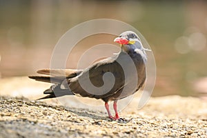 Inca tern Larosterna inca has a dark grey body, white moustach