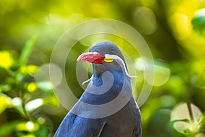 Inca tern, Larosterna inca, has a dark grey body, white moustache on both sides of its head, and red-orange beak and feet