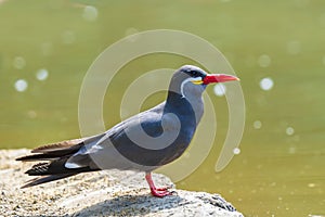 Inca tern, Larosterna inca, has a dark grey body, white moustache on both sides of its head, and red-orange beak and feet