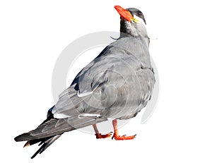 Inca tern, Larosterna inca, isolated on white