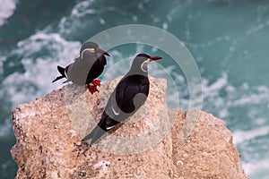 Inca Tern, Larosterna inca, nesting on Isla de Ballestas, Peru