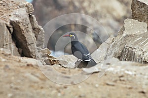 Inca tern, Larosterna inca, Paracas, Peru