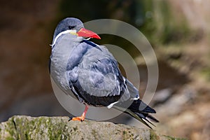 Inca tern (Larosterna inca) perched on a rock