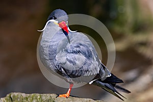 Inca tern (Larosterna inca) perched on a rock