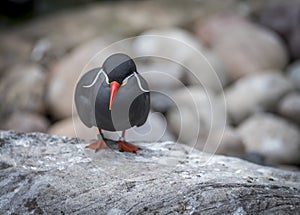 Inca Tern Larosterna inca