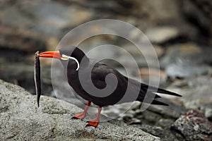 The Inca tern Larosterna inca sitting on the black rock on the shore with sea fish in the red bill