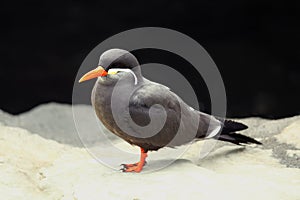 The Inca tern Larosterna inca sitting on the rock in the shore with black background