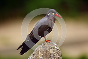 Inca tern Larosterna inca sitting on the stone with green background. Portait of the tern