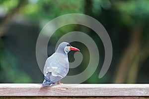 Inca Tern (Larosterna inca) spotted in forest.