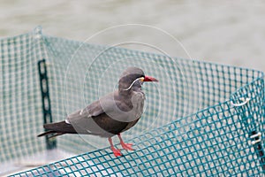 Inca Tern (Larosterna inca) spotted outdoors.