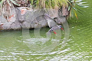 Inca Tern (Larosterna inca) spotted outdoors flying on pond.