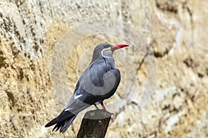 Inca Tern Perched on a Branch