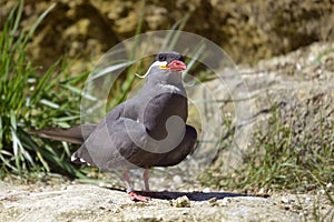 Inca tern perched on ground
