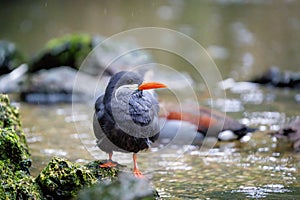 Inca tern perching on rock near river