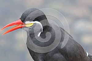 Inca Tern Portrait