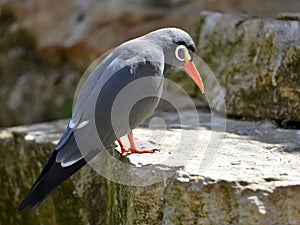Inca tern on rock