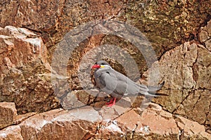 An Inca Tern on a Rocky Island