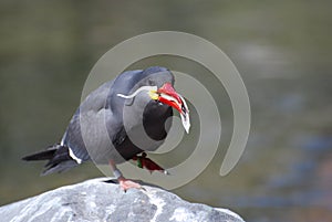 Inca Tern Seabird Eating a Fish on a Rock