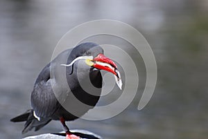 An Inca Tern Snacking on a Small Fish