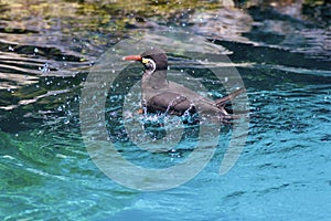 Inca Tern Splashes  701789