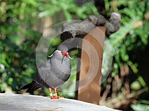 Inca Tern standing on a concrete surface in a zoo