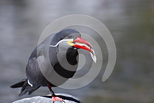 Inca Tern Standing on a Rock Eating a Fish