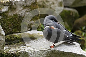 Inca Terns