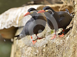 Inca terns perched on rock