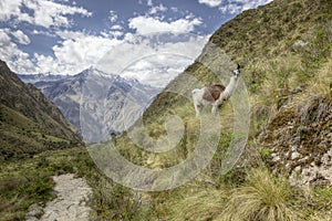 Inca trail Llama