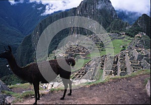 Inca trail Peru