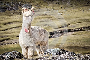 The inca Trail, Peru - An Alpaca  along the Inca Lares Trail to Machu Picchu in the Andes Mountains photo
