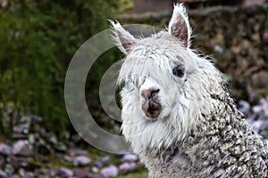 The inca Trail, Peru - Face of Alpaca along the Inca Lares Trail to Machu Picchu in the Andes Mountains photo