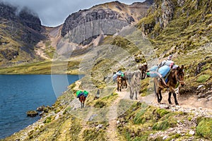 The Inca Trail, Peru - Loaded Andean Horses carrying Camping Equipment alongside the Lake down from the Wakawasi Pass