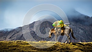 The Inca Trail, Peru - A Loaded, Small Andean Horse, along the Inca Trail