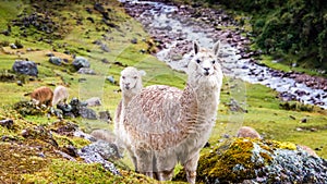 The Inca Trail, Peru - Two Alpacas staring at the Hikers along the Inca Trail