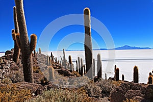 Incahuasi cactus