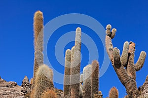 Incahuasi cactus
