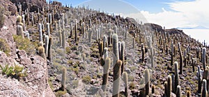 Incahuasi Giant Cactus Island, Bolivia