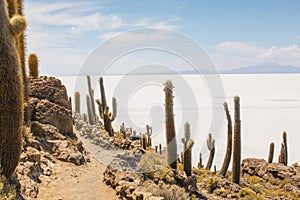 Incahuasi island & x28; Cactus Island& x29; located at Salar de Uyuni in Bolivia