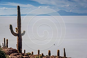 Incahuasi island Cactus Island lokated at Salar de Uyuni the