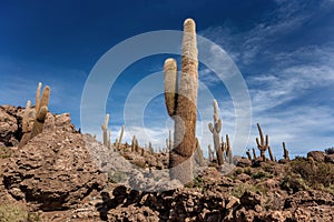 Incahuasi island Cactus Island lokated at Salar de Uyuni the
