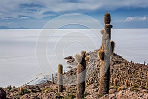 Incahuasi island Cactus Island lokated at Salar de Uyuni the