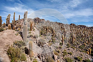 Incahuasi island Cactus Island lokated at Salar de Uyuni the photo