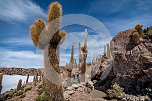 Incahuasi island Cactus Island lokated at Salar de Uyuni the photo