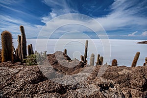 Incahuasi island Cactus Island lokated at Salar de Uyuni the photo